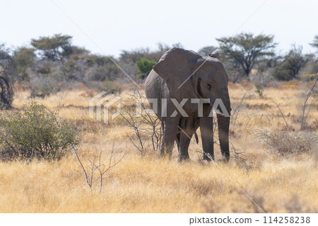 An African Elephant grazing in Etosha 114258238