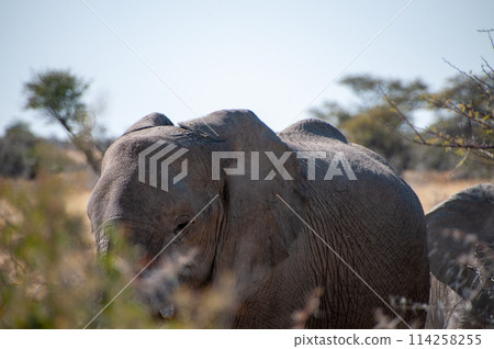 Close-up of an African Elephant in Etosha Close-up of an African Elephant in Etosha 114258255