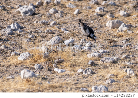 Blacksmith Lapwing in Etosha Blacksmith Lapwing in Etosha 114258257