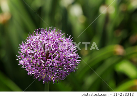 Cute purple bell-like round allium umbels (natural light + macro close-up photo) Cute purple bell-like round allium umbels (natural light + macro close-up photo) 114258318