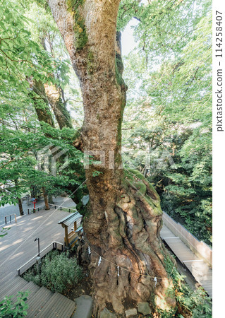 [熱海]來宮神社的大樟樹 114258407