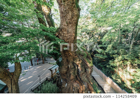 Atami: The large camphor tree at Kinomiya Shrine 114258409