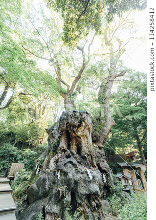 [熱海]來宮神社的大樟樹 114258412