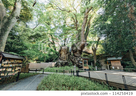 [熱海]來宮神社的大樟樹 114258419