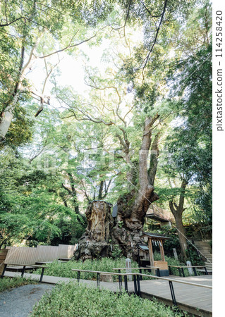 [熱海]來宮神社的大樟樹 114258420