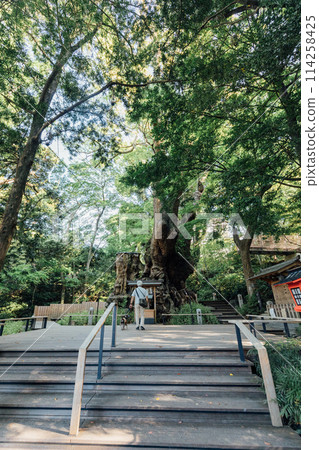 [熱海]來宮神社的大樟樹 114258425