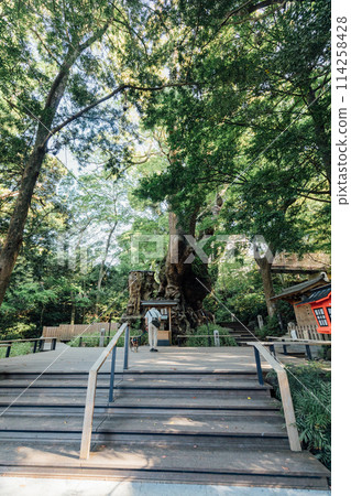 [熱海]來宮神社的大樟樹 114258428