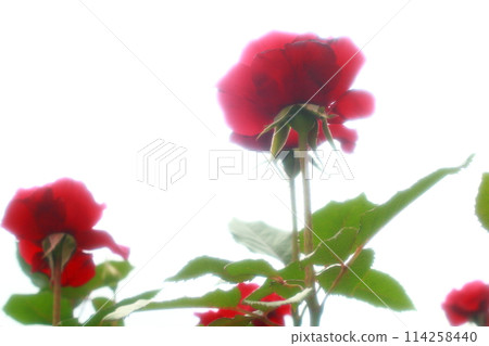 玫瑰園裡盛開的紅玫瑰 114258440