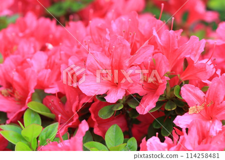 盛開的杜鵑花（杜鵑花） 114258481