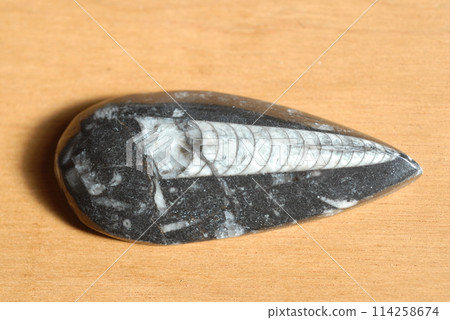 直角殼(Orthoceras) 直角殼(Orthoceras) 114258674