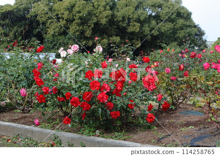 Arao City Ominous Citizen Flower Bed Rose Flower, Arao City Ominous Citizen Flower Bed Rose Flower, 114258765