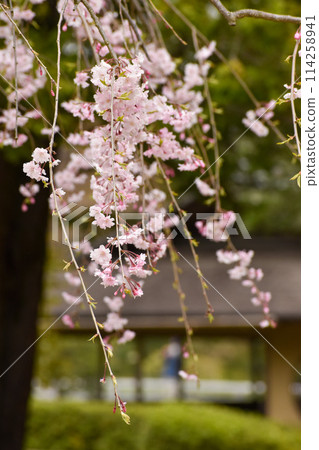 Pretty pink weeping cherry tree 114258941