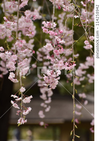 Pretty pink weeping cherry tree 114258942