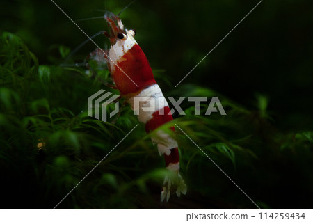 一隻蜂蝦的宏觀照片 114259434