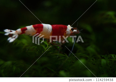 一隻蜂蝦的宏觀照片 114259438