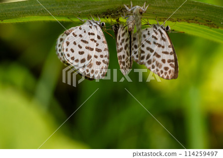 鵝清水 鵝清水 114259497