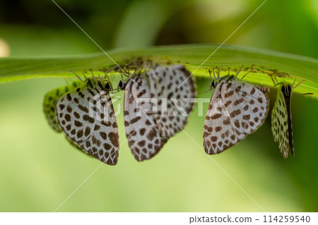 Goose Shimizu 114259540