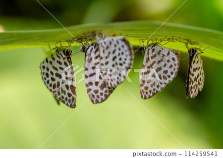 Goose Shimizu 114259541