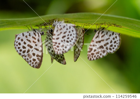 Goose Shimizu 114259546