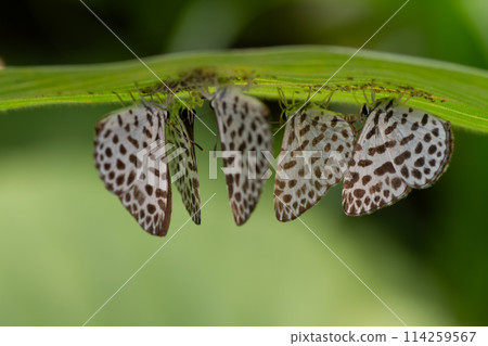 Goose Shimizu 114259567