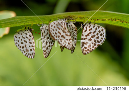 Goose Shimizu Goose Shimizu 114259596