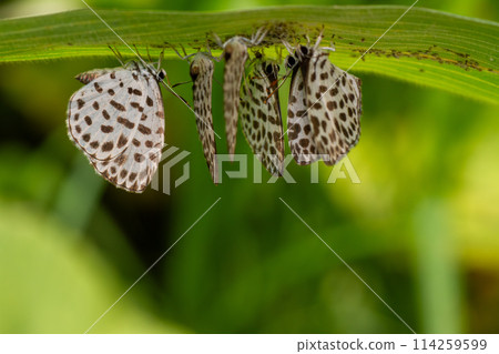 鵝清水 鵝清水 114259599