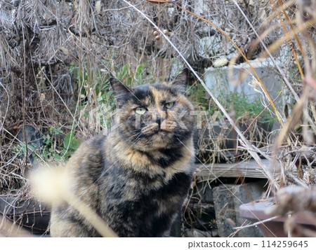 Sabi cat staring at the camera 114259645