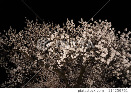 信州信濃西念寺內的櫻花在夜晚被燈光點亮。 信州信濃西念寺內的櫻花在夜晚被燈光點亮。 114259761