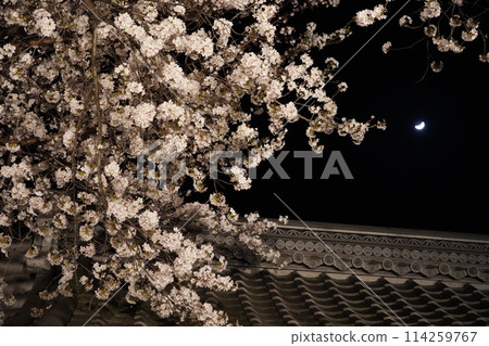 信州信濃西念寺內的櫻花在夜晚被燈光點亮。 信州信濃西念寺內的櫻花在夜晚被燈光點亮。 114259767