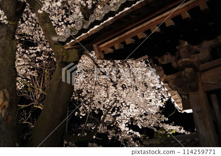 信州信濃西念寺內的櫻花在夜晚被燈光點亮。 114259771