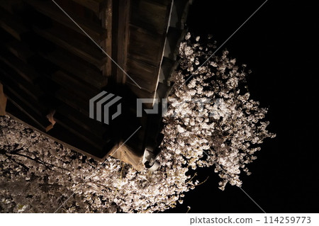信州信濃西念寺內的櫻花在夜晚被燈光點亮。 114259773