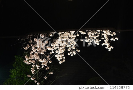 信州信濃西念寺內的櫻花在夜晚被燈光點亮。 信州信濃西念寺內的櫻花在夜晚被燈光點亮。 114259775