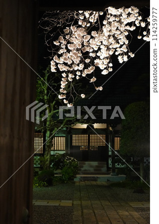 信州信濃西念寺內的櫻花在夜晚被燈光點亮。 信州信濃西念寺內的櫻花在夜晚被燈光點亮。 114259777