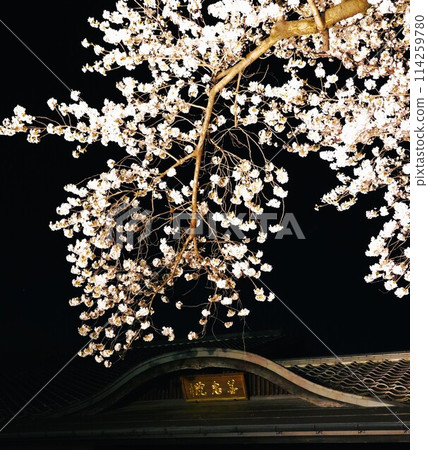信州信濃西念寺內的櫻花在夜晚被燈光點亮。 114259780