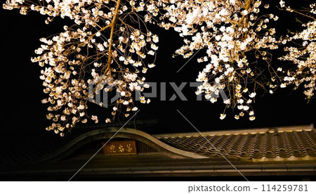 信州信濃西念寺內的櫻花在夜晚被燈光點亮。 114259781