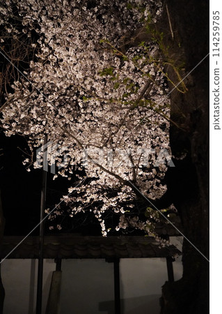 信州信濃西念寺內的櫻花在夜晚被燈光點亮。 信州信濃西念寺內的櫻花在夜晚被燈光點亮。 114259785