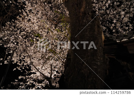 信州信濃西念寺內的櫻花在夜晚被燈光點亮。 信州信濃西念寺內的櫻花在夜晚被燈光點亮。 114259786
