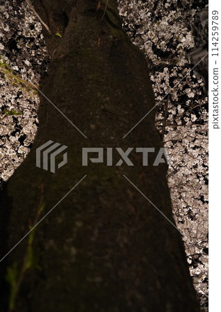 信州信濃西念寺內的櫻花在夜晚被燈光點亮。 信州信濃西念寺內的櫻花在夜晚被燈光點亮。 114259789