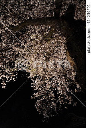 信州信濃西念寺內的櫻花在夜晚被燈光點亮。 信州信濃西念寺內的櫻花在夜晚被燈光點亮。 114259791
