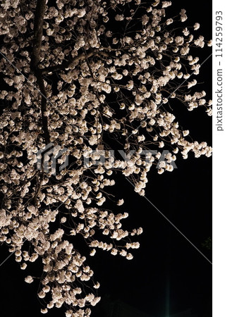 信州信濃西念寺內的櫻花在夜晚被燈光點亮。 信州信濃西念寺內的櫻花在夜晚被燈光點亮。 114259793
