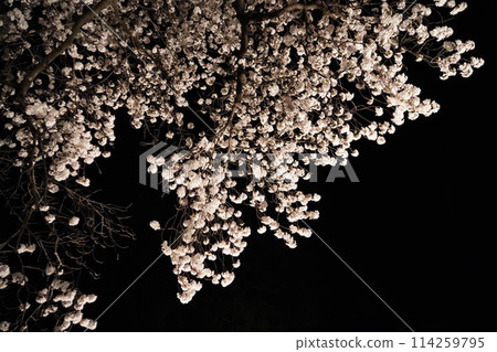 信州信濃西念寺內的櫻花在夜晚被燈光點亮。 信州信濃西念寺內的櫻花在夜晚被燈光點亮。 114259795