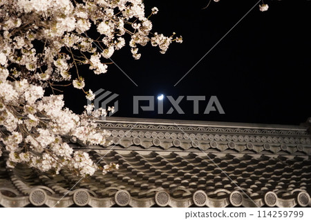 信州信濃西念寺內的櫻花在夜晚被燈光點亮。 信州信濃西念寺內的櫻花在夜晚被燈光點亮。 114259799