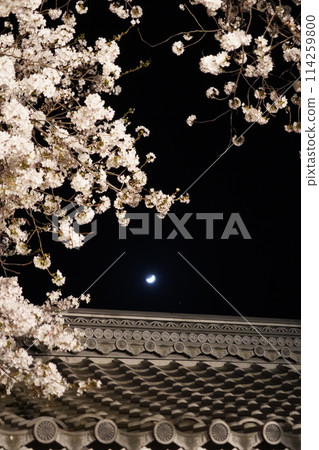 信州信濃西念寺內的櫻花在夜晚被燈光點亮。 信州信濃西念寺內的櫻花在夜晚被燈光點亮。 114259800