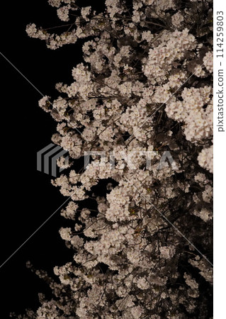 信州信濃西念寺內的櫻花在夜晚被燈光點亮。 114259803