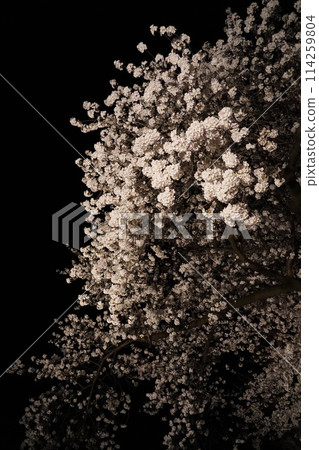 信州信濃西念寺內的櫻花在夜晚被燈光點亮。 信州信濃西念寺內的櫻花在夜晚被燈光點亮。 114259804