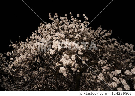 信州信濃西念寺內的櫻花在夜晚被燈光點亮。 信州信濃西念寺內的櫻花在夜晚被燈光點亮。 114259805