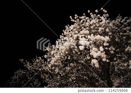 信州信濃西念寺內的櫻花在夜晚被燈光點亮。 信州信濃西念寺內的櫻花在夜晚被燈光點亮。 114259806