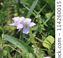白紫羅蘭（Ariakes 紫羅蘭） 114260015
