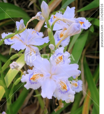 等到薩沙 等到薩沙 114260016