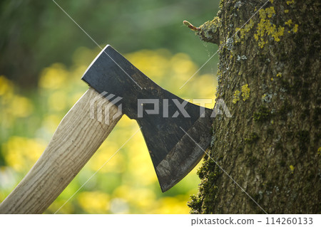 Axe stuck in tree stump in background of felled forest Axe stuck in tree stump in background of felled forest 114260133